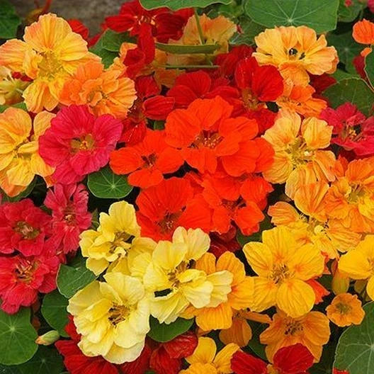 Nasturtium Seeds - Whirlybird Double Mix - Dwarf Edible Flowers - Tropaeolum majus - 25 Seeds for Garden, Containers, Borders