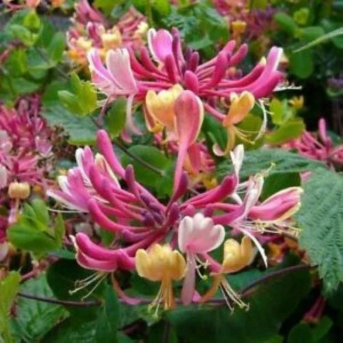Honeysuckle Vine Plant - Rooted Starter - Candy Swirl Variety - Lonicera - Hummingbird Attracting Garden Climber