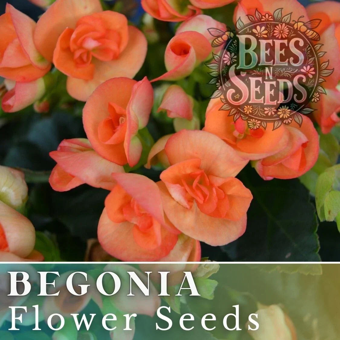 Begonia Seeds - Juicy Tart Pack of 45 or 125 - Non-GMO Flower Seeds for Gardens & Containers - Begonia x tuberhybrida