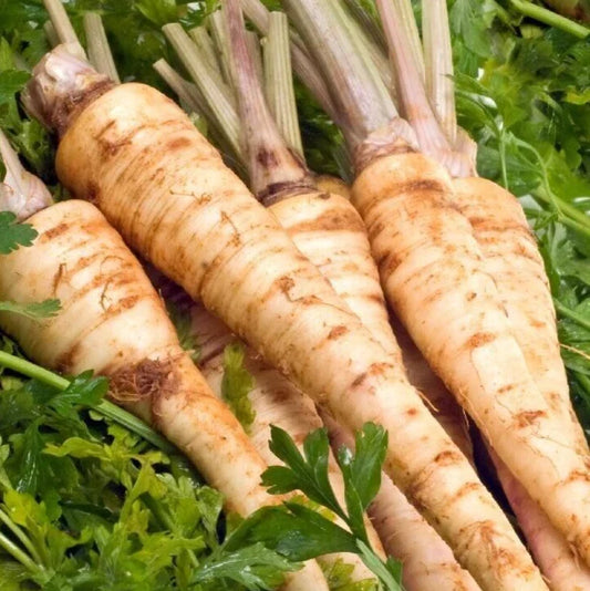 Hamburg Parsley Seeds 1000+ Non-GMO Petroselinum crispum Culinary Herb for Gardens & Containers