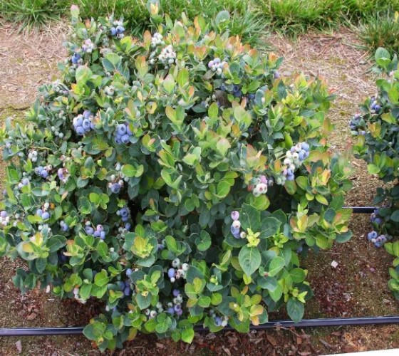 Top Hat Dwarf Blueberry Starter Plant Vaccinium corymbosum | Compact Edible Shrub for Gardens & Containers
