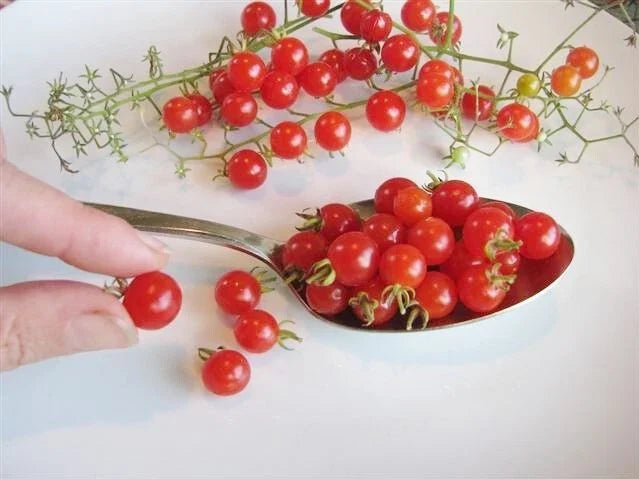 Dwarf Red Currant Tomato Seeds - Heirloom, Tiny, Sweet Fruit - Solanum lycopersicum var. cerasiforme - Pack of 25 to 2000
