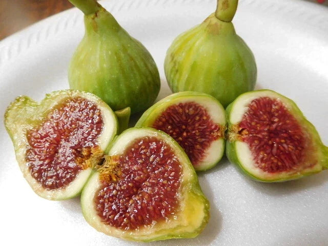15 Vasillika Sika Fig Tree Cuttings DIY Rooting Kit Ficus carica Home Gardening Plant Propagation