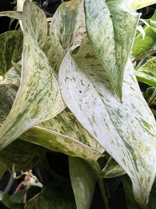 Marble Queen Pothos Live Plant – Variegated Epipremnum aureum, Organic Air Purifying Houseplant, Indoor Decorative Foliage