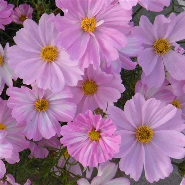 Apollo Lovesong Cosmos Seeds - 200+ Pack, Pink & White Annual Flowers, Cosmos bipinnatus for Garden, Borders & Containers