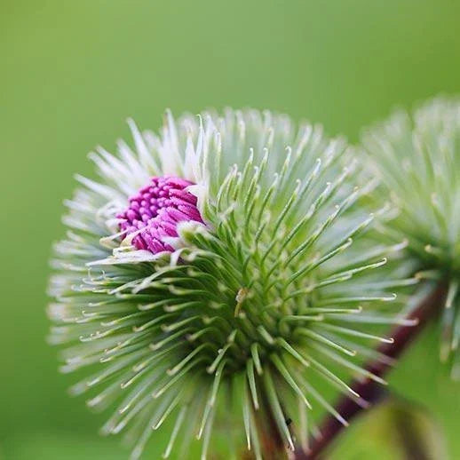 Organic Burdock Seeds Pack – Arctium lappa, Edible Herb, Culinary & Herbal Uses, Non-GMO, 50+ Seeds
