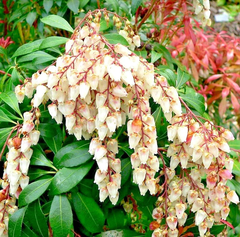 Unrooted Pieris Japonica Cuttings – 5 Fresh Thin Plant Propagation Material for Japanese Andromeda Bush