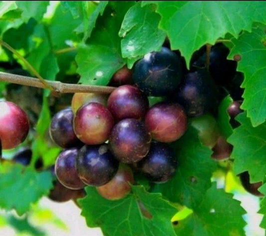 Muscadine Grape Plant Cuttings 5 Male 5 Female Vitis rotundifolia Native Southern Wild Fruit for Garden or Orchard