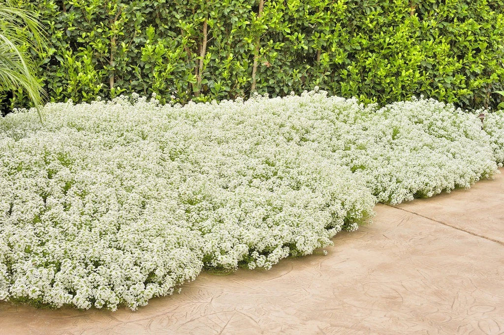 Tall Sweet Alyssum Seeds - Lobularia maritima, Drought Tolerant Groundcover for Containers & Gardens, White & Purple Flowers