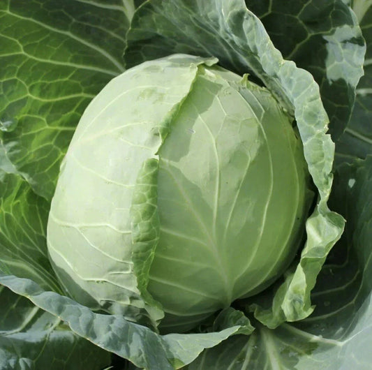 Organic Golden Acre Cabbage Seeds - Heirloom Non-GMO Brassica oleracea for Easy Gardening
