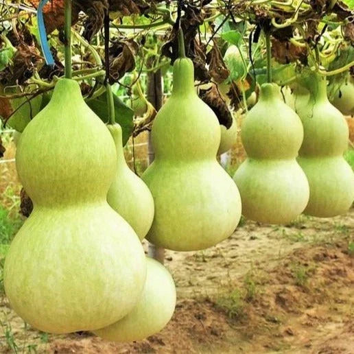 Birdhouse Bottle Gourd Seeds | Hard Shelled Calabash | Lagenaria siceraria | Vining Annual for Crafting & Gardening