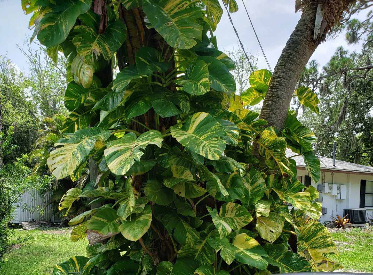 Giant Variegated Golden Pothos Plant in 2.5" Pot | Epipremnum aureum | Climbing Indoor Vine