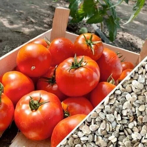Homestead Tomato Seeds - Heirloom, Organic, Drought-Resistant, Non-GMO, Solanum lycopersicum, 10+ Seeds, Full Sun, Home Garden
