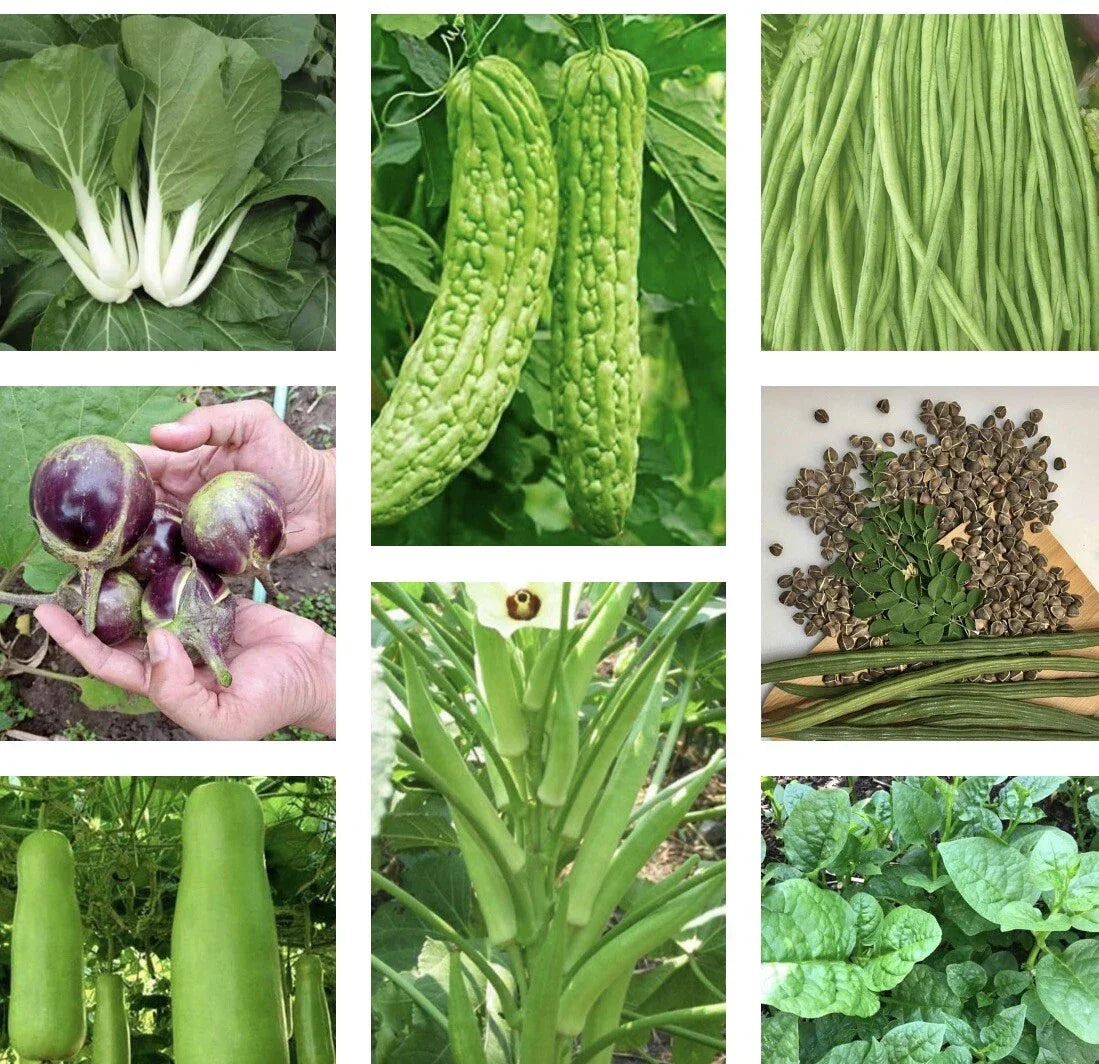 Asian Vegetable Seeds Packets – Heirloom, Non-GMO, for Home & Container Gardening, Includes 15 Varieties