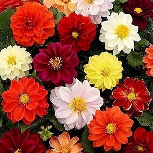 Bedding Dahlia Seeds - 25 Pack - Perennial Flower Seeds - Dahlia pinnata - Vibrant Colorful Blooms for Garden, Borders & Pots