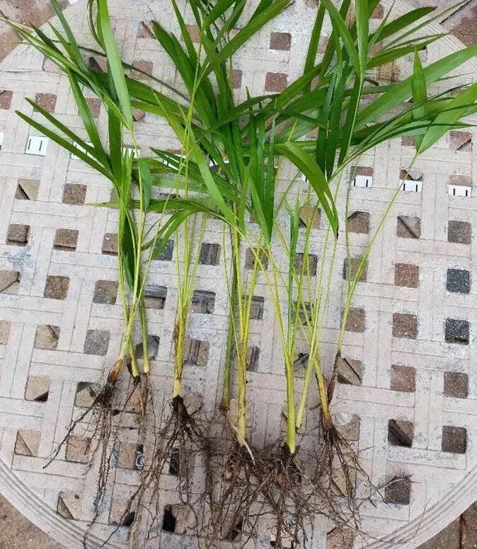Areca Palm Seedlings 8” Live Plants Dypsis lutescens, Indoor Tropical Plant, Fully Rooted, Healthy, Easy Care