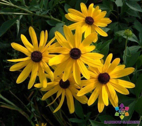 Sweet Coneflower Seeds Pack 200+ Rudbeckia hirta Perennial Garden Planting, Bright Yellow Flowers, Attracts Pollinators