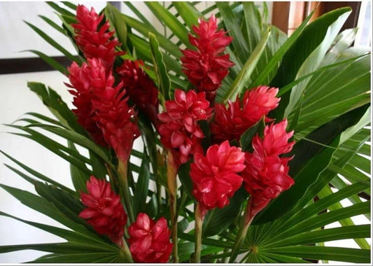 Hawaiian Red Ginger Plant - Small Rooted Starter - Alpinia purpurata Tropical Flowering Garden Plant