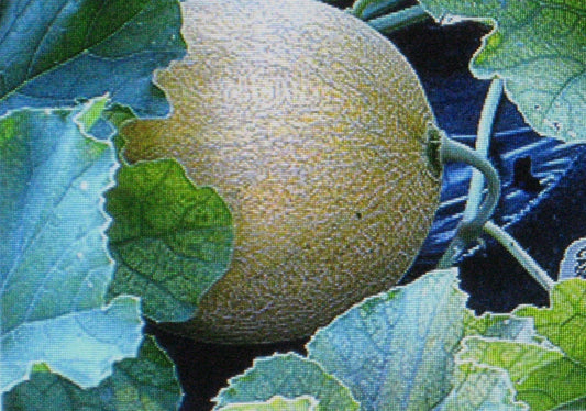 Jumbo Cantaloupe Seeds - 7 Pack, Large Sweet Melon Variety, Cucumis melo, Vining, Full Sun, Non-GMO