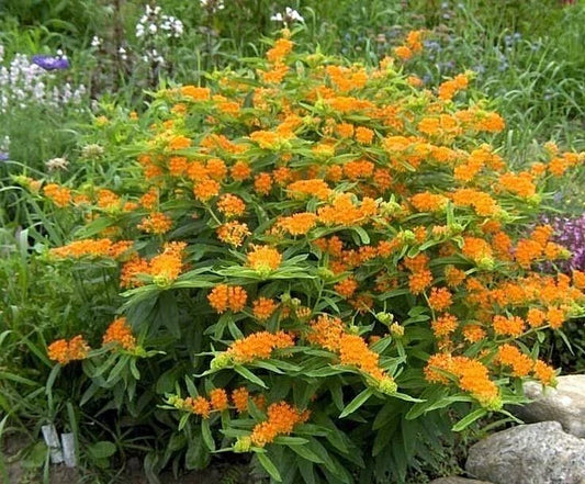 Orange Butterfly Weed Seeds - Native Wildflower for Container Gardens - Asclepias tuberosa - 50+ Seeds for Attracting Butterflies