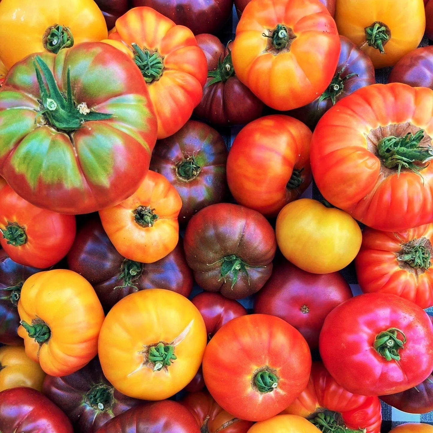 Rainbow Mix Beefsteak Tomato Seeds – Mixed Color Vegetable Seeds, Solanum lycopersicum, Organic, Non-GMO, for Home Gardens & Containers