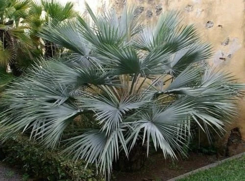 Brahea Armata Blue Hesper Palm Seedling - 10-12 Inches Tall, Unique Blue Leaves, Hardy Tropical Palm, Drought-Resistant, Indoor & Outdoor Plant