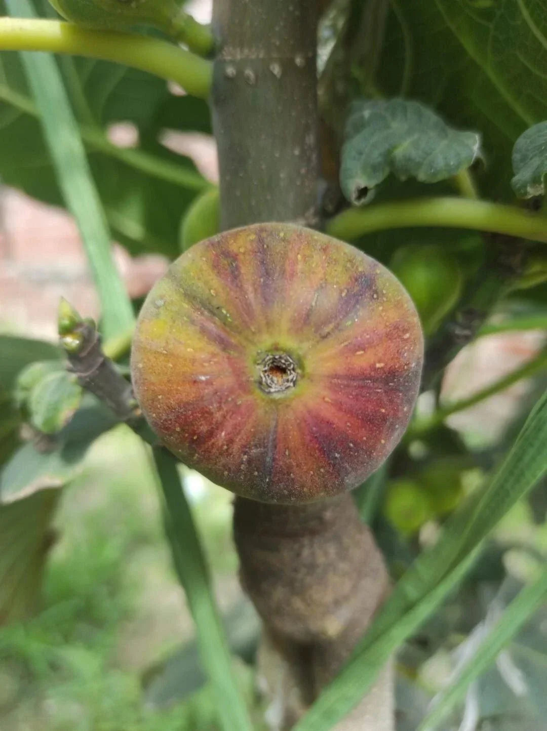 Rare Fig Cutting - Martinenca Rimada Ficus carica - Unique Rippled Leaf Variety - Fresh Plant Propagation for Garden or Indoor Use