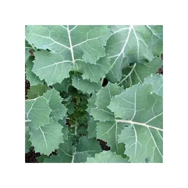 Premier Kale Seeds Pack of 2,000 Non-GMO Heirloom Early Hanover Brassica oleracea var. sabellica for Home Gardening