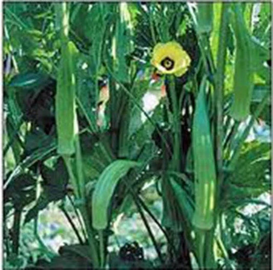 Okra Seeds 500 Non-GMO Clemson Heirloom Abelmoschus esculentus for Vegetable Garden, Container Gardening