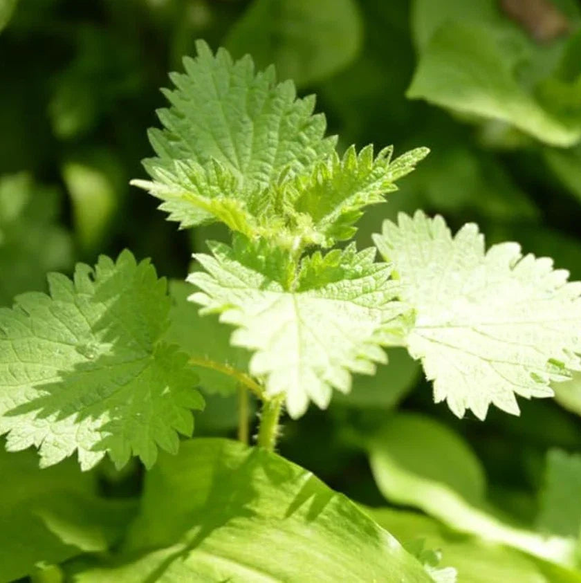 Set of 3 Live Stinging Nettle Bare Roots Urtica dioica Perennial Hardy Nutrient-Rich Plants for Sustainable Gardening