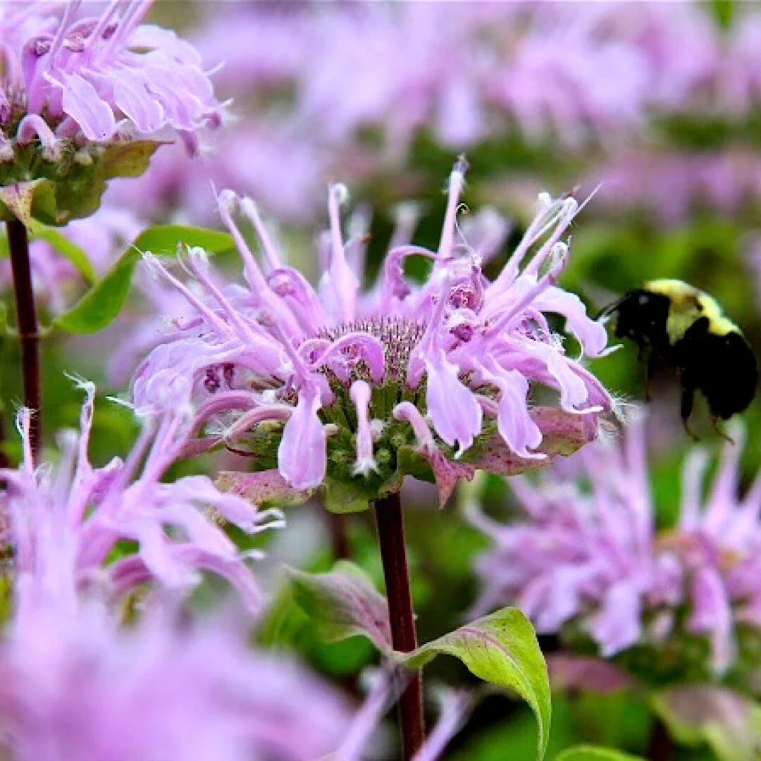 Wild Bergamot Seeds 1000 | Monarda fistulosa | Bee Balm for Pollinators, Butterfly & Bee Attractant