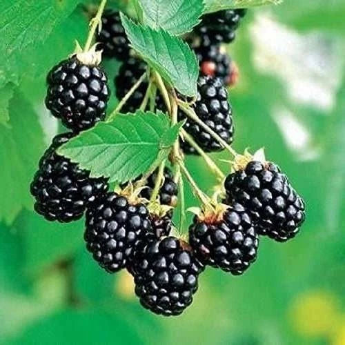 Set of 2 Rooted Arapaho Thornless Blackberry Plants – Easy Grow, Rubus fruticosus, Fresh Berries, No Pot