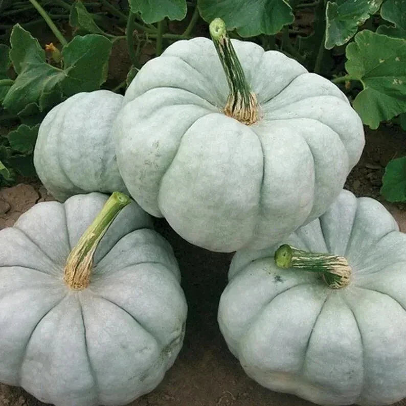 Blue Doll Pumpkin Seeds - Organic Cucurbita pepo, 10 Pack, Unique Blue-Hued Pumpkins for Decoration & Cooking, USA Grown