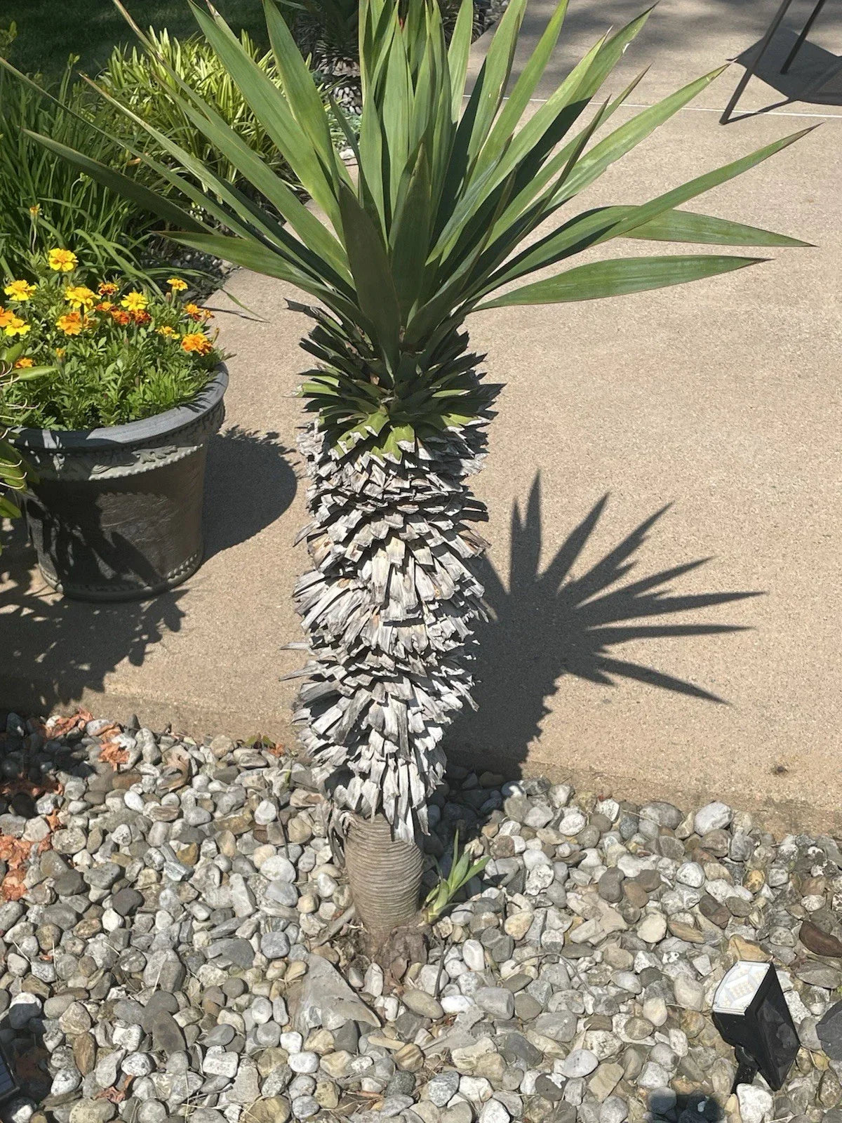 Yucca Pups Bare Root Plant – Hardy Succulent Variety – Yucca filamentosa for Indoor & Outdoor Gardens