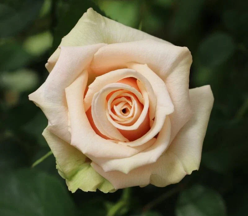 Sahara Rose Cuttings – 3 Rare Rosa spp. Plant Propagation Pieces for Rooting and Grafting