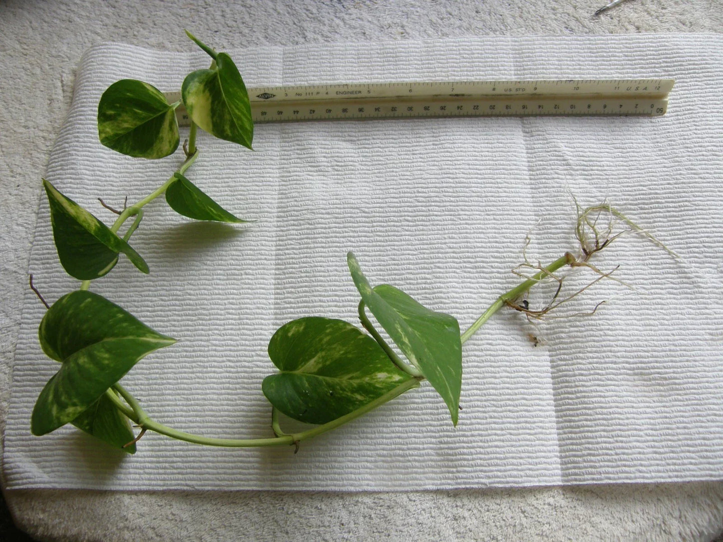 Golden Pothos Bare Root Plant - Epipremnum aureum with 3 Rooted Vines, Indoor Houseplant, Air-Purifying, Low Maintenance