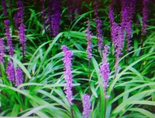 Liriope Plant Bare Root Starter 4-6 Inches Monkey Grass Lilyturf Ground Cover Liriope muscari