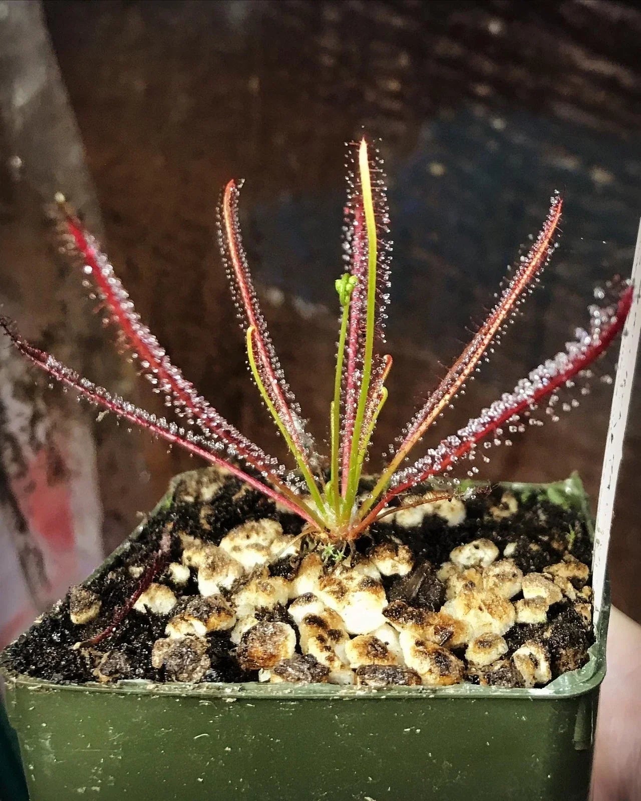 Drosera x hybrida Florida Carnivorous Sundew Plant | Rare Temperate Indoor Greenery | Exotic Carnivorous Plant