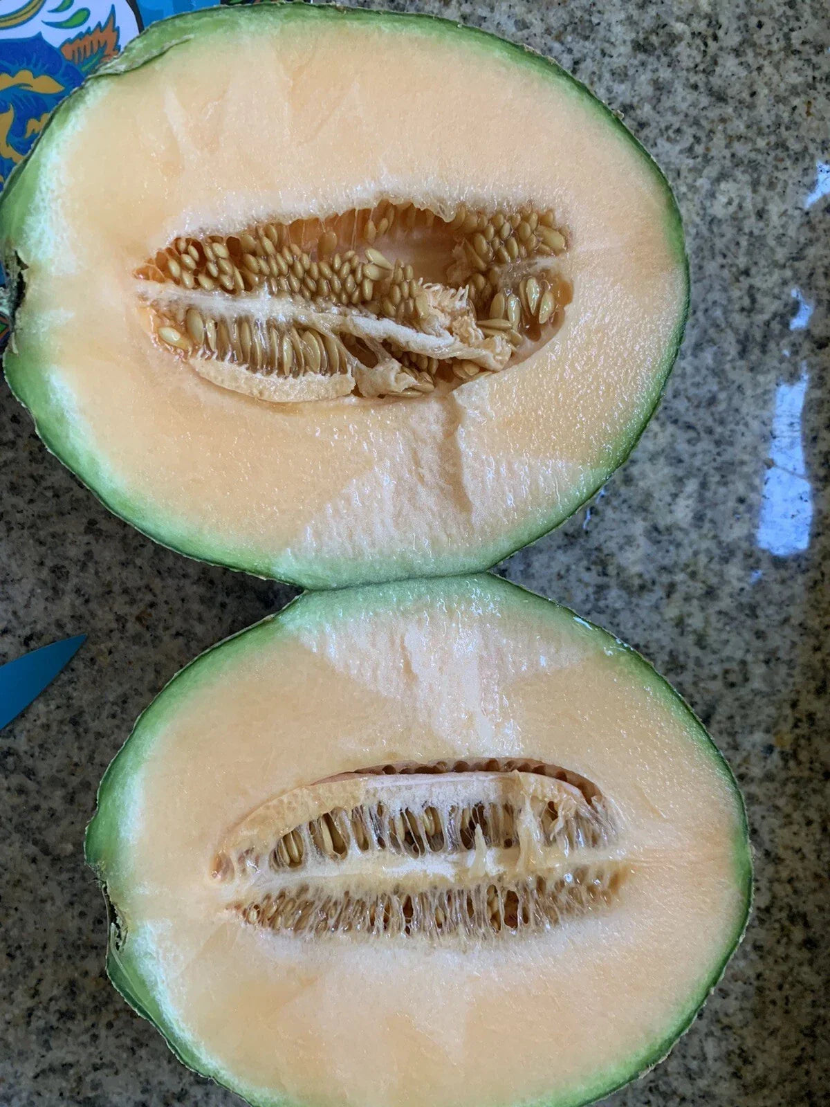 Cantaloupe Melon Seeds 25 Pack, Sweet Juicy Variety, Easy to Grow, Cucumis melo, Home Garden, Non-GMO