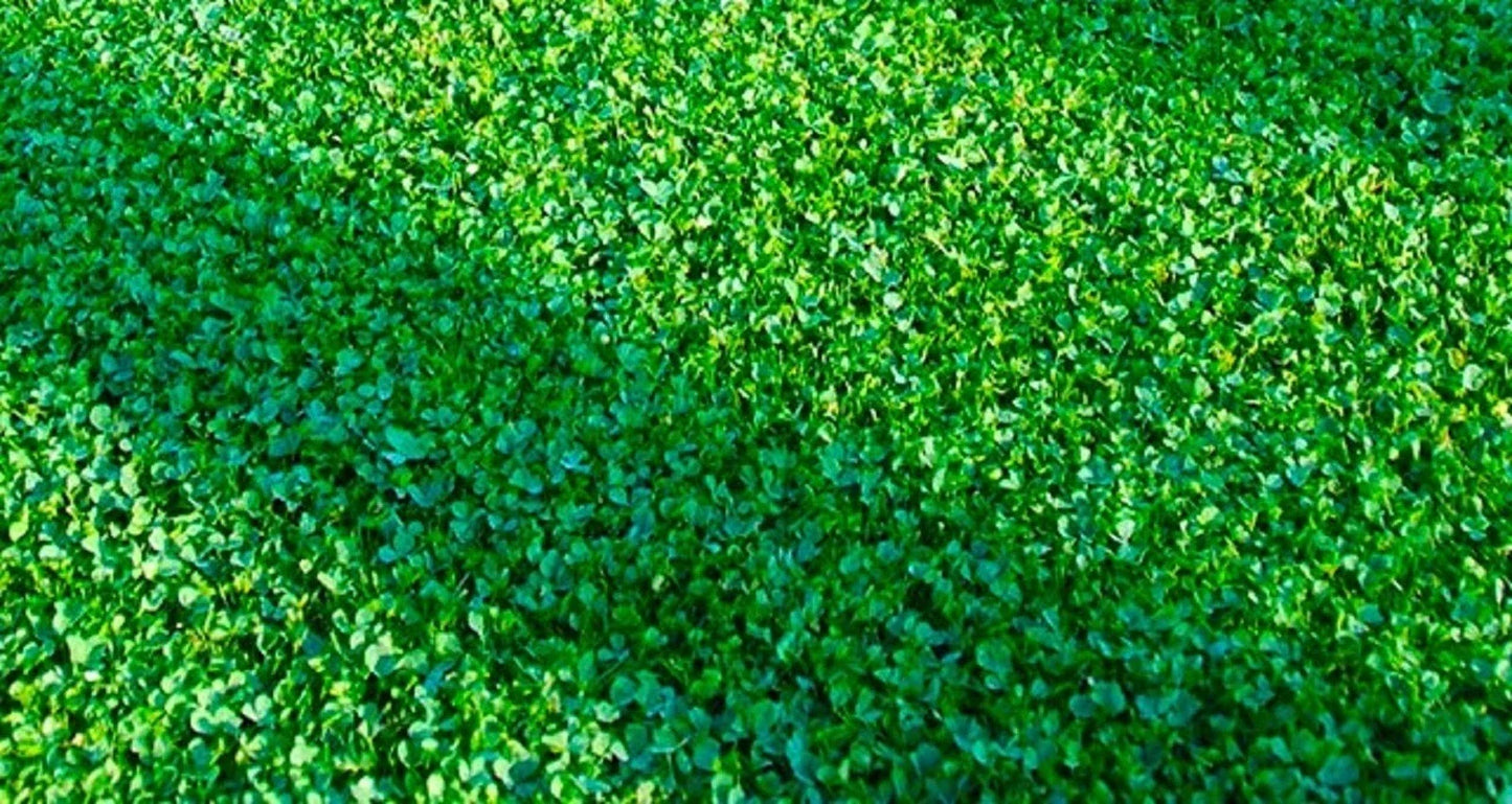 Microclover Seeds 500 Count - Trifolium repens var. minus Ground Cover for Lawn, Eco-Friendly, Drought-Resistant