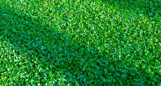 Microclover Seeds 500 Count - Trifolium repens var. minus Ground Cover for Lawn, Eco-Friendly, Drought-Resistant