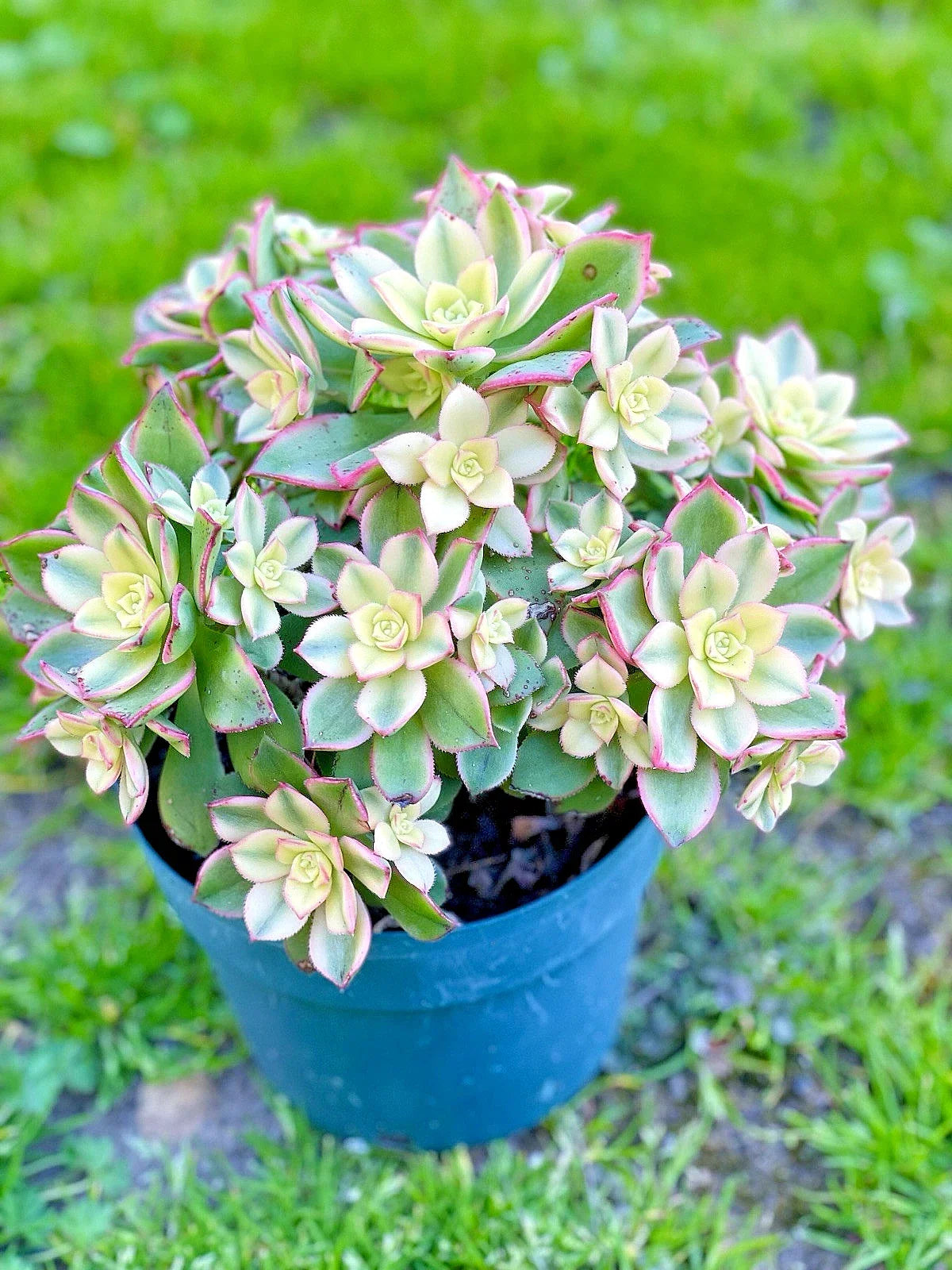 Aeonium 'Kiwi' Variegated Succulent Cutting 2-3 Inches, Indoor Garden Decor, Rare Live Plant, Aeonium arboreum 'Kiwi'