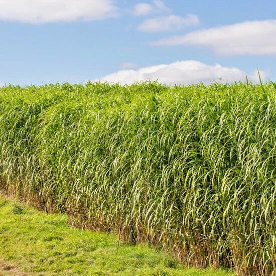Switchgrass Seeds 1001+ Count - Native Ornamental Prairie Grass Panicum virgatum for Meadow, Border & Prairie Restoration