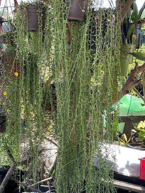 String of Bananas Cuttings 20 Pack, Senecio Radicans, Trailing Succulent Plants for Home Decor and Gardens