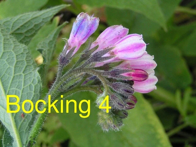 Russian Comfrey Live Root Cuttings – Bocking 4 Cultivar – Symphytum x uplandicum – Hardy perennial for composting and soil improvement