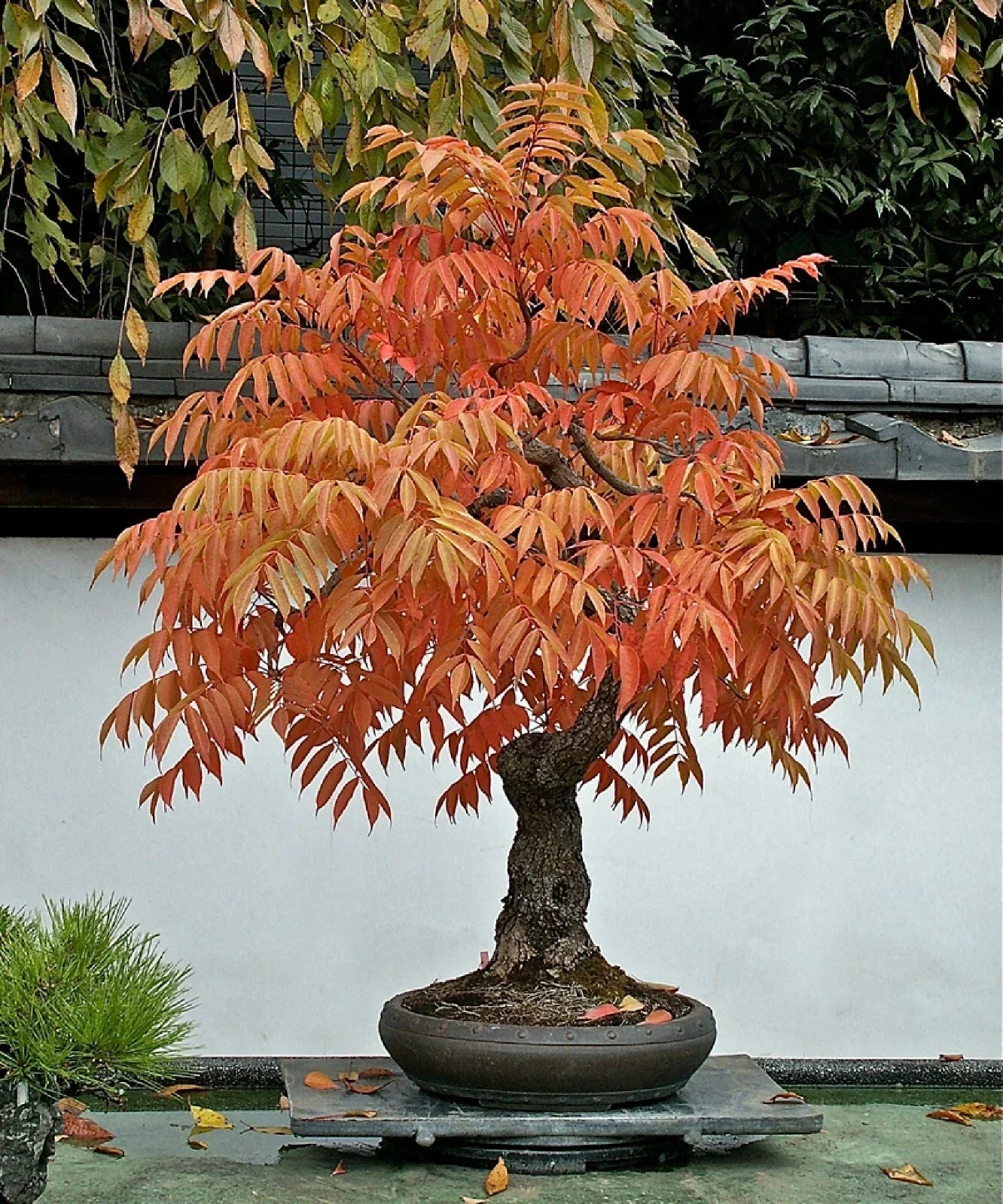 Dwarf Flameleaf Sumac Seeds - Rhus copallinum - Vibrant Red & Orange Foliage - Ornamental Plant for Gardens & Containers