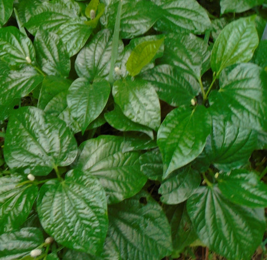 Natural Betel Leaves Stems 4-6" | Lolot, Piper sarmentosum | Culinary, Traditional Uses, Indoor & Garden Plant