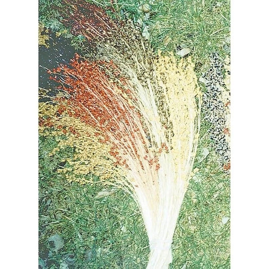 Multicolor Broom Corn Seeds | Non-GMO Heirloom Sorghum bicolor for Garden & Crafting