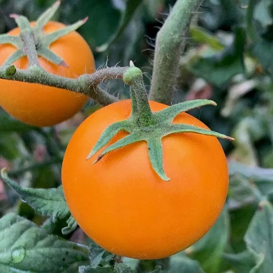 Orange Cherry Tomato Seeds - Heirloom, Non-GMO, Organic, Rare Solanum lycopersicum, 10+ Seeds for Home Gardening