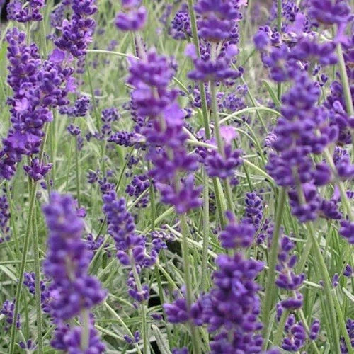 Lavender Herb Seeds - Vera Variety - Aromatic, Culinary, Non-GMO Lavandula angustifolia for Gardening & Landscaping